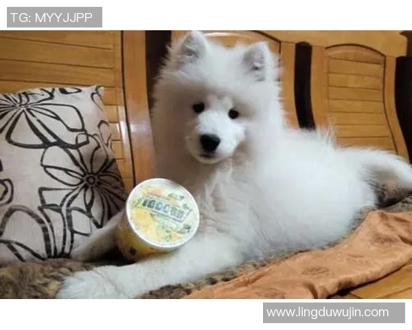 萨摩耶足球明星盘点及其在赛场上的精彩表现与成就分析